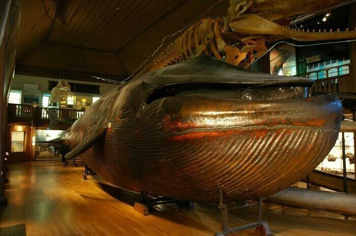 43. Единственное в мире чучело синего кита. Гётеборг, Швеция, 1865 г.