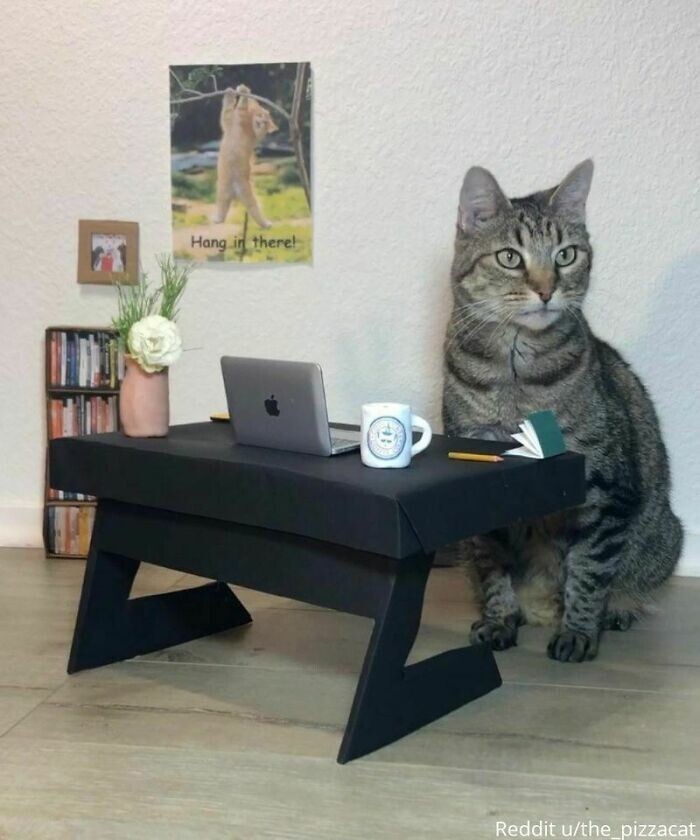 35. "Организовал для кота домашний офис"