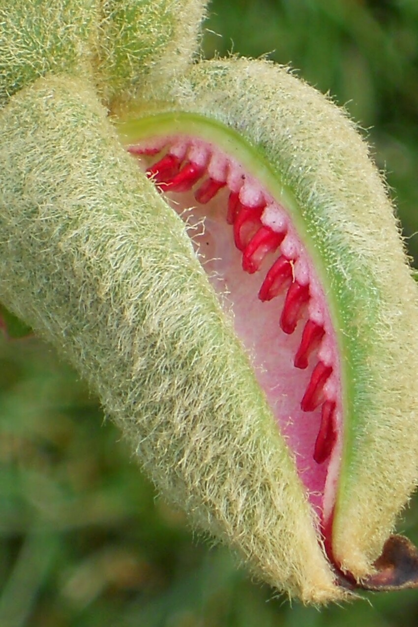 25 растительных кошмариков от Матушки-природы