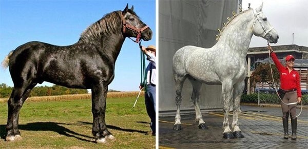 7. Это одна и та же лошадь, 5 лет разницы. Серые першероны рождаются черными и постепенно светлеют
