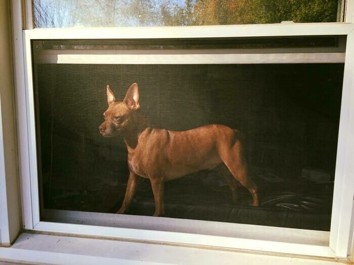 8. "Сфотографировал своего пса через сетку на окне и получилась старая картина"