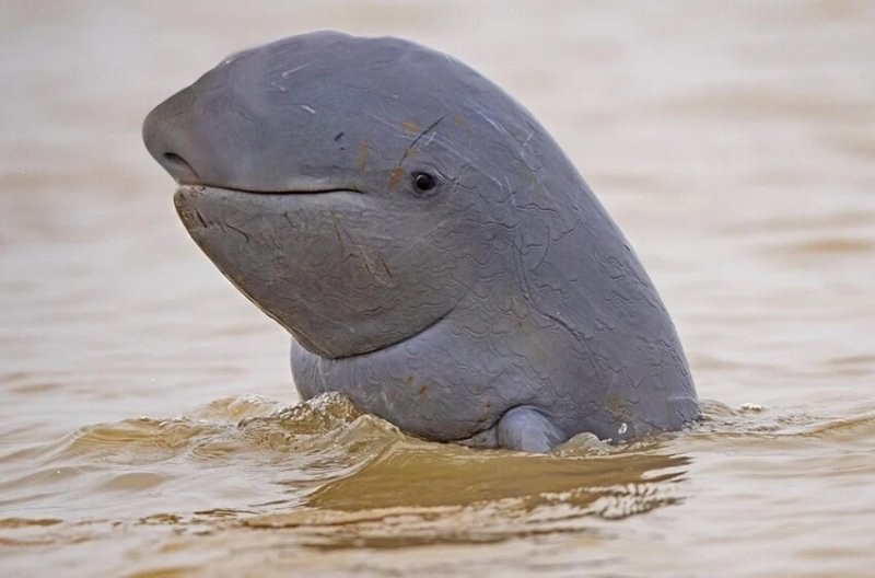 У дельфинов Иравади очень милая и выразительная мордочка. Они живут в реках Азии. Дельфины находятся под угрозой исчезновения