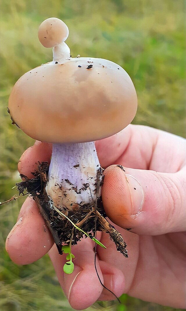 Я нашёл гриб