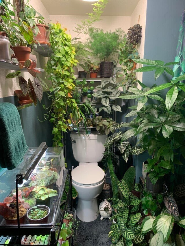 Туалет в джунглях