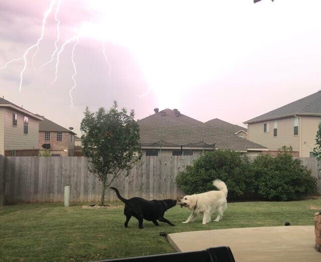 Молния ударила, когда два моих пса пытались отобрать друг у друга игрушку