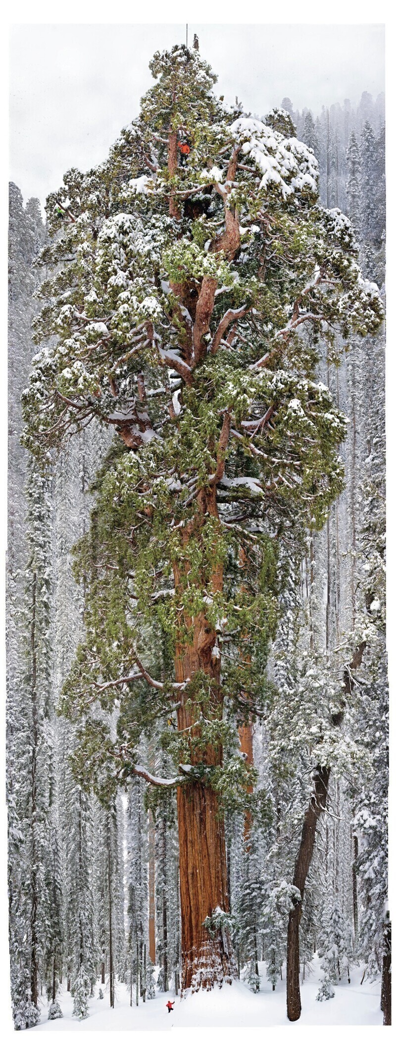 3200 - летняя Секвойя в Калифорнийском национальном парке