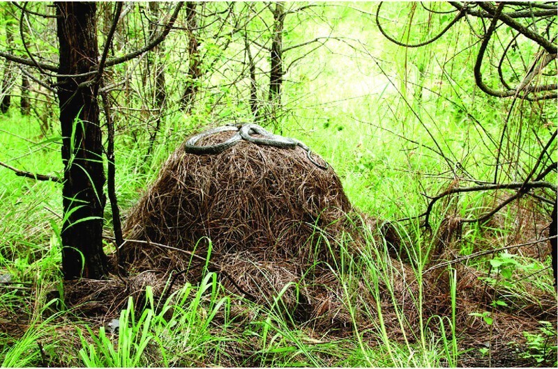 Вы когда-нибудь видели гнездо королевской кобры раньше? Они единственные змеи, которые строят свои собственные гнезда. Их интеллект необычайно высок