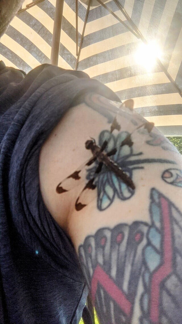 Эта стрекоза приземлилась на мою татуировку стрекозы