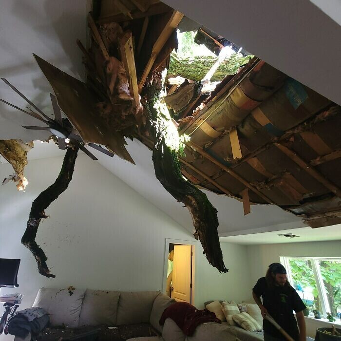 "На наш дом упало огромное соседское дерево"