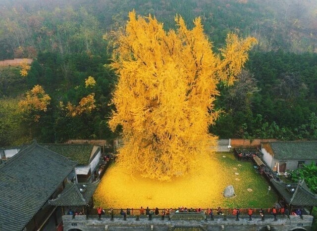 1400-летнее дерево Гинкго скидывает золотую листву. Оно растёт в стенах буддийского храма Гу Гуаньинь,  Китай