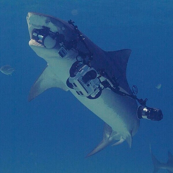 3. "Тот случай, когда вы фотографируете тигровую акулу, и она уплывает с вашим оборудованием"