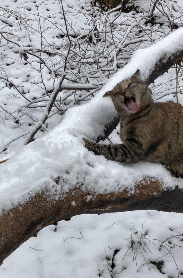 15 зверей, вдруг попавших на снег