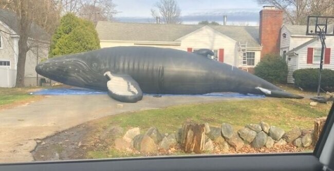 20. "Надувной кит в натуральную величину возле дома моих соседей"