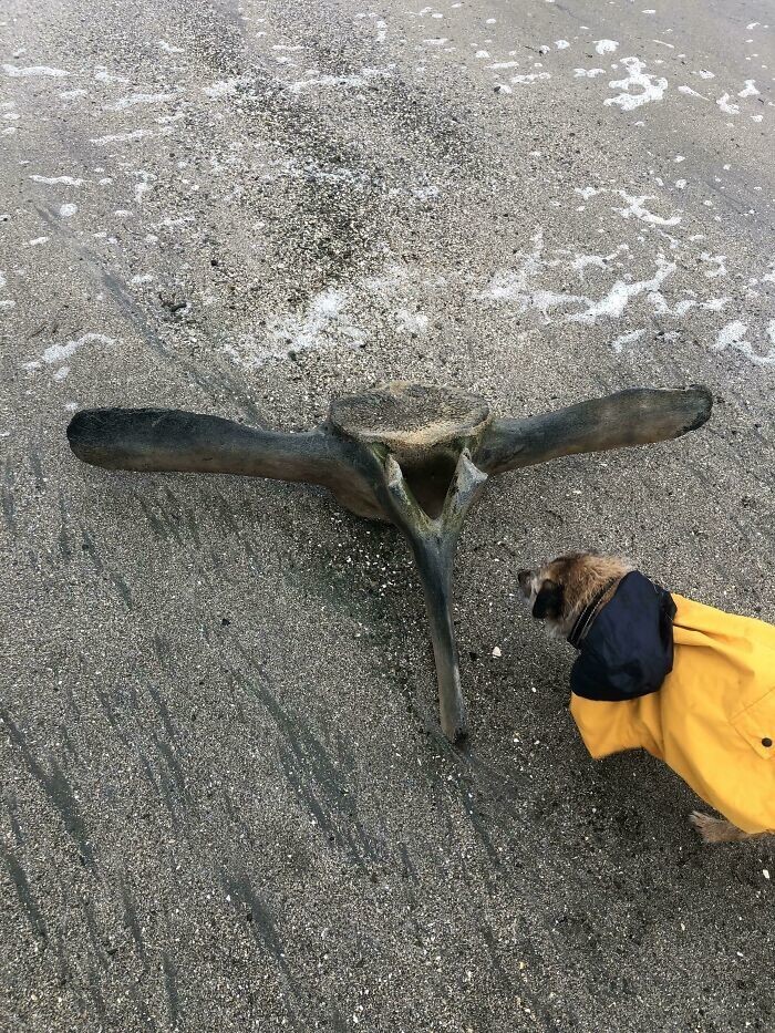 24. "Моя собака нашла сегодня на пляже гигантскую кость"