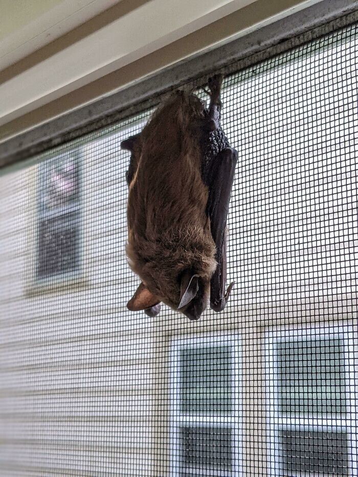 20. "Сегодня утром я нашел летучую мышь, которая уснула у меня на окне"