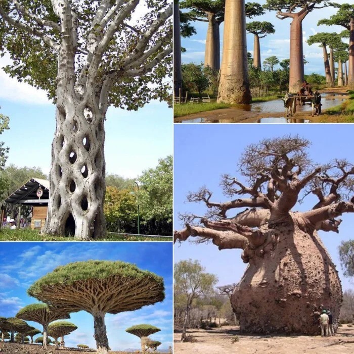 Несколько удивительных видов деревьев