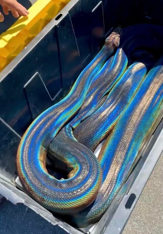 Этот питон "Мираж" имеет уникальную окраску, которая делает его похожим на живую радугу