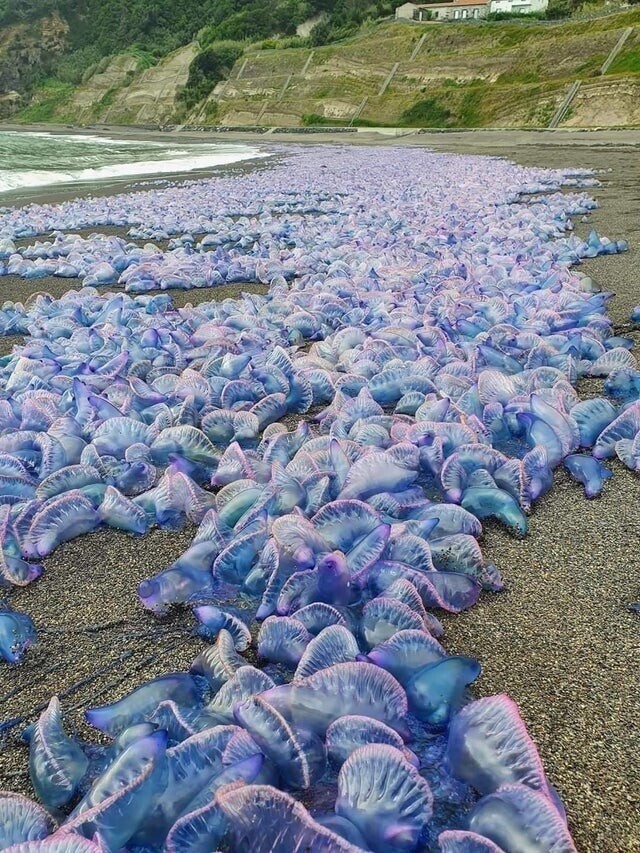 Пляж на Азорских островах, полный голубых медуз