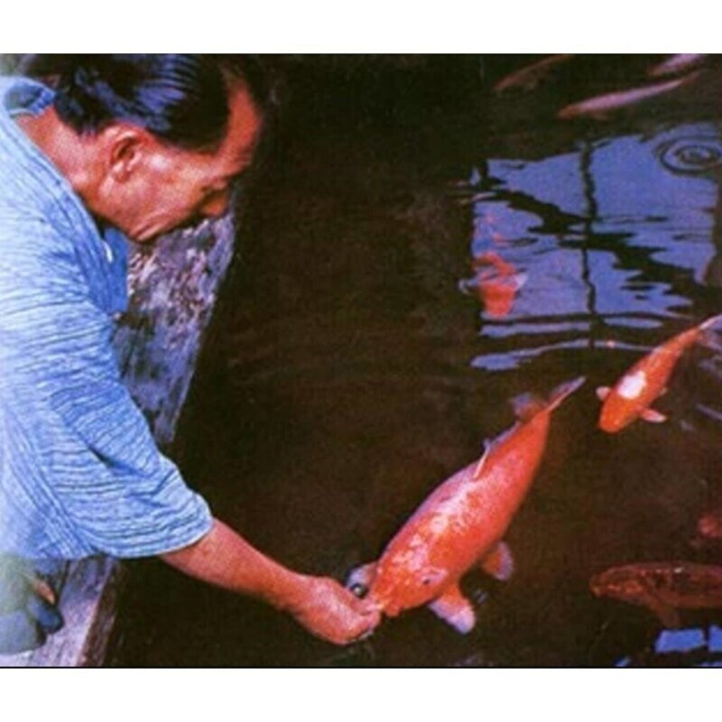 Кои Ханако была самой старой рыбой кои, когда-либо зарегистрированной. Ему было 226 лет, когда он умер