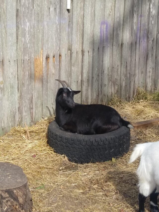 Коза нашла для себя идеальную кровать