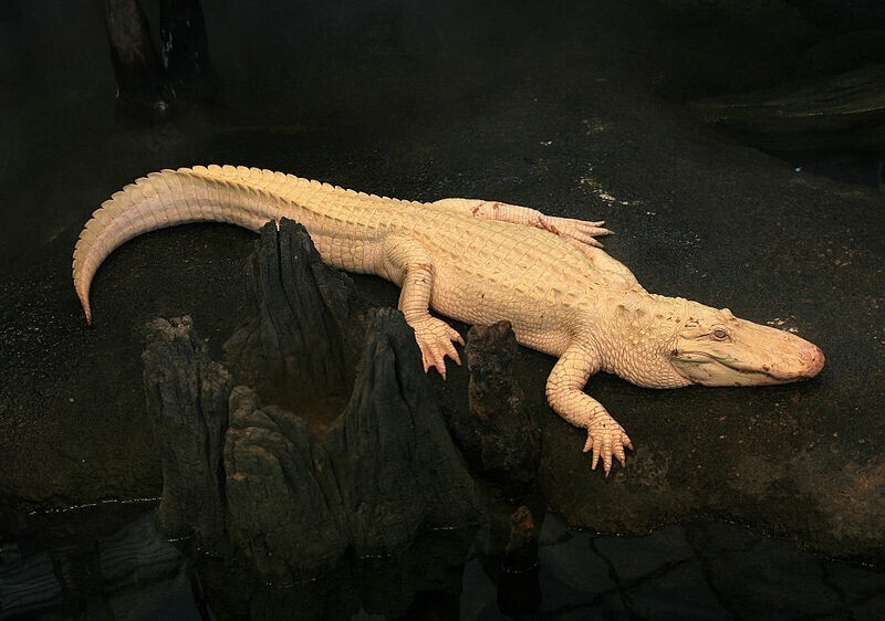 Даже крокодилы могут быть альбиносами