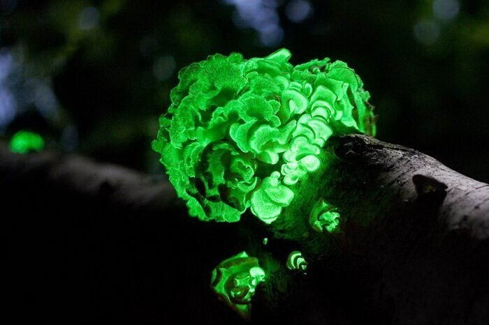 Светящиеся грибы. В мире насчитывается более 70 видов