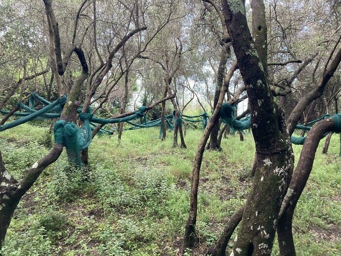 17. «Голубые сети, привязанные между деревьями. Найдено во время похода в национальном парке Чинкве-Терре в Италии»