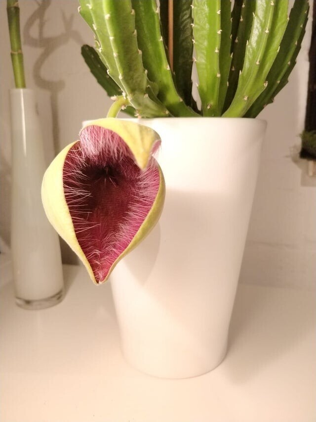Мой кактус зацвёл, этот цветок выглядит инопланетным