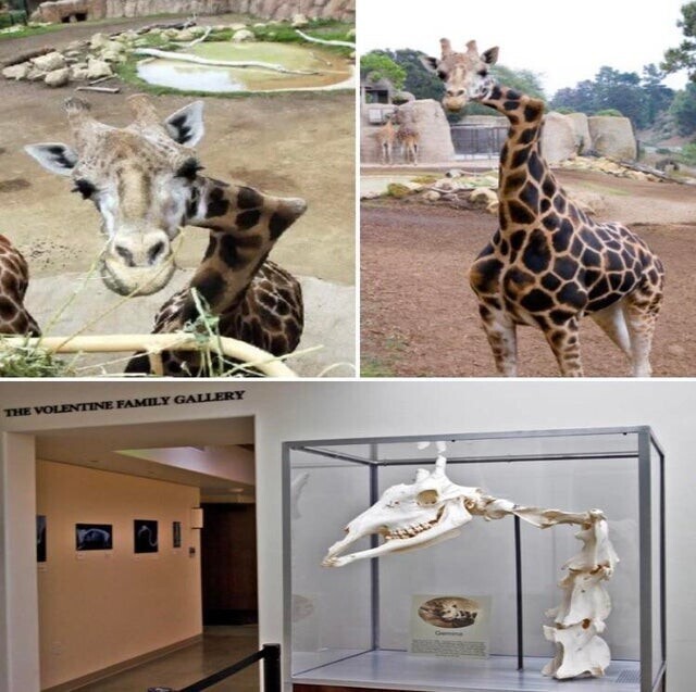 Жираф Джемина (1986-2008) в зоопарке Санта - Барбары в Калифорнии. Когда ей было три года, у нее развилась редкая деформация, при которой ее позвонки срослись вместе. Это привело к тому, что ее шея казалась изогнутой на протяжении всей ее жизни