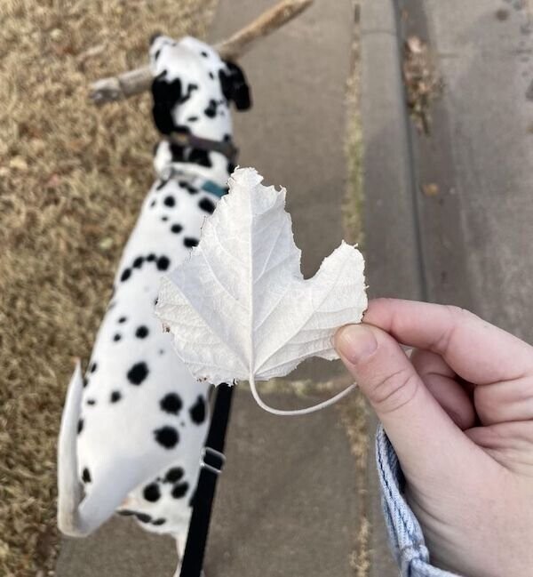 "Гуляла с собакой и нашла идеально белый лист-альбинос"