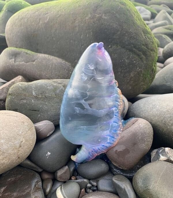 Необычная форма медузы, выброшенной волной на берег