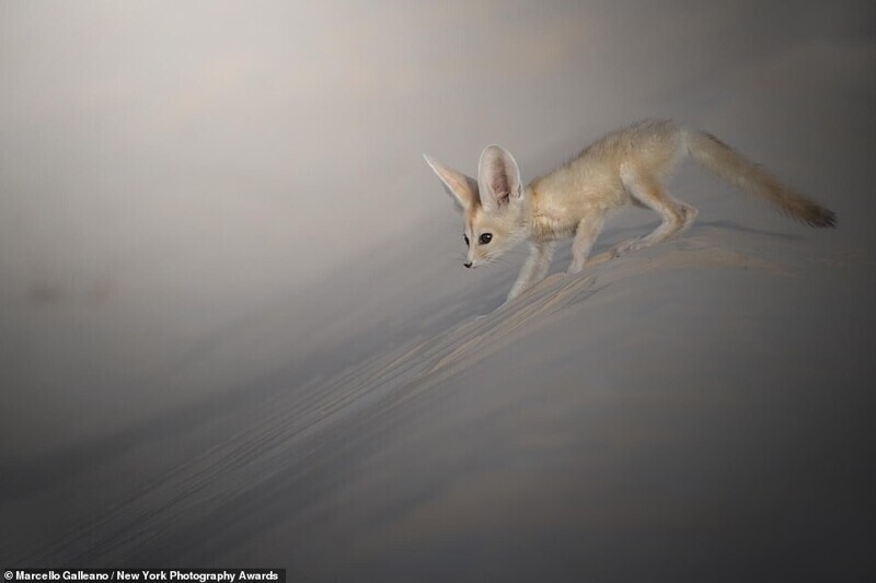 Фенек в пустыне Сахара. Фотограф Marcello Galleano