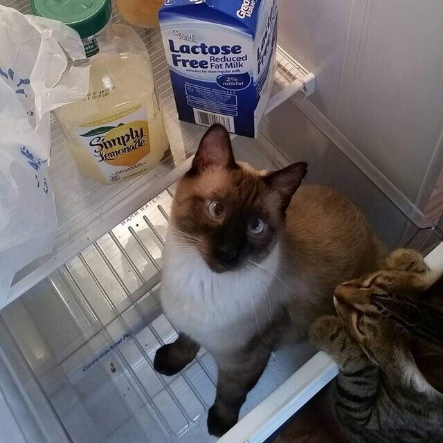 Стоило только открыть холодильник