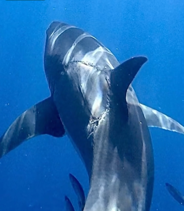 Большая белая акула с шрамом от укуса на спине