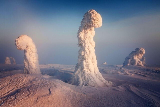 Деревья финской Лапландии напоминают ядерные взрывы