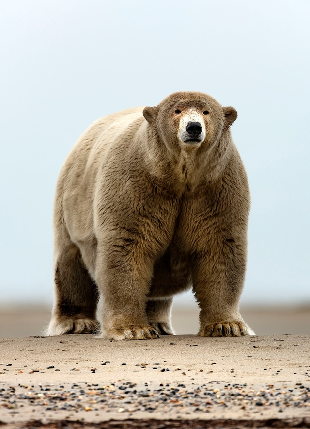 Большой белый медведь на Аляске