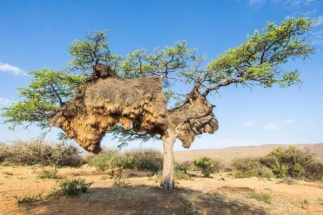 Гнезда птиц ткачей, самые крупные в мире