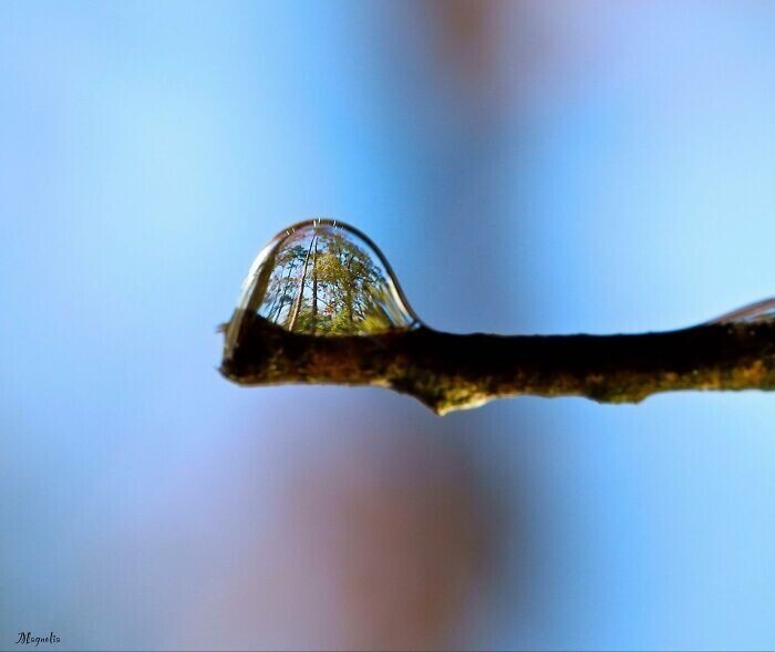 3. Отражение деревьев в капле воды