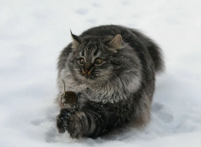 Сибирские пушистики: брутальные коты из суровой России