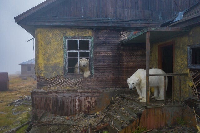 Белые медведи захватили заброшенную метеорологическую станцию на острове Колючин в Арктике