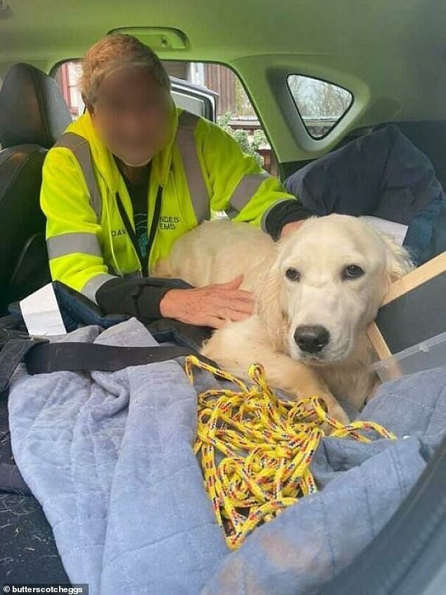 4. Незнакомец проехал два часа и с помощью дрона помог хозяину найти собаку, которая пропала десять дней назад