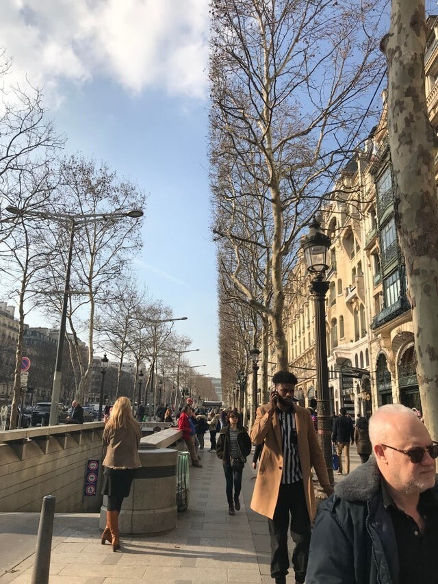 В Париже специально таким образом рубят деревья