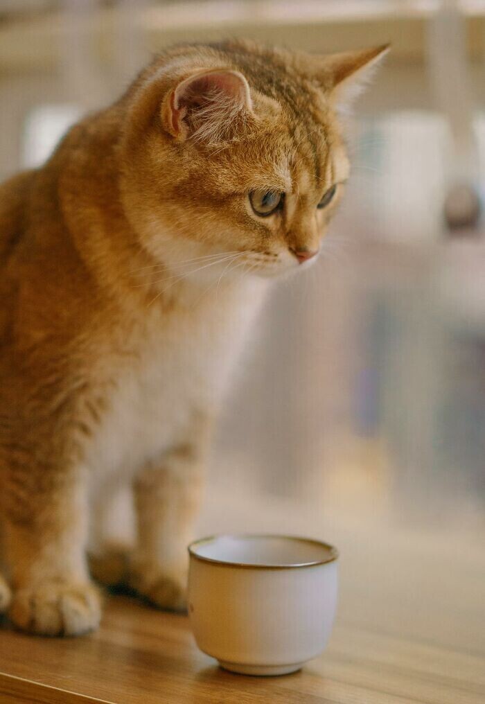 Кошки инстинктивно предпочитают пить проточную воду. В дикой природе они избегают стоячей воды, потому что она может быть загрязнена