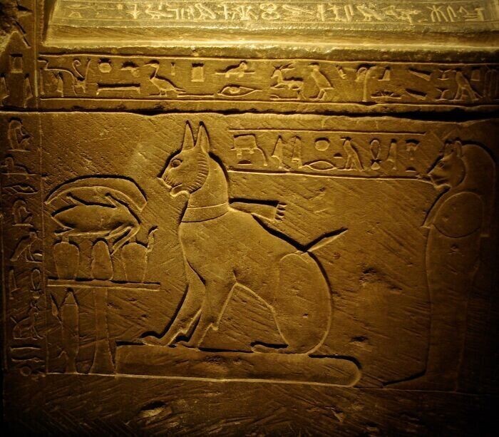 Древние египтяне брили брови, когда умирали их кошки - они считали их магическими существами. Они держали траур и оплакивали потерю кошки до тех пор, пока брови не отрастали снова