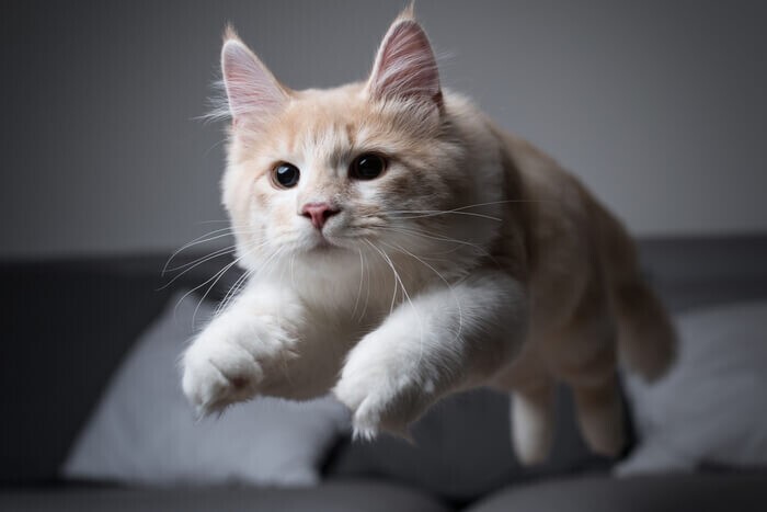 Кошки резко начинают носиться по дому и прыгать, когда у них накопилось достаточное количество энергии. Они как заводная игрушка: появилась энергия - нужно ее выплеснуть