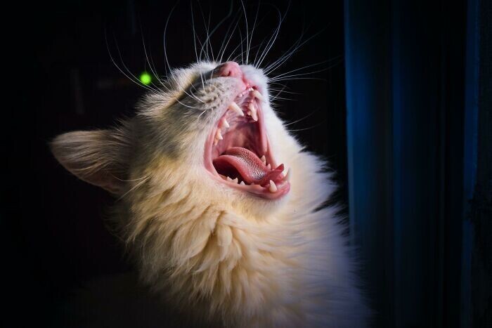 Иногда кошки зевают, чтобы прекратить конфликт с сородичем. Это их способ сказать: "Это не стоит моего времени"