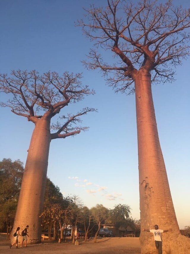 Баобабы на Мадагаскаре