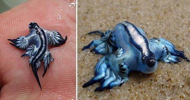 Голубые главки - морские слизни, которые питаются ядовитыми существами, накапливают яд и используют его при нападении хищников