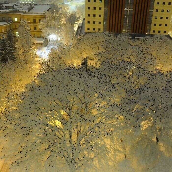17. Вороны на верхушках деревьев, покрытых снегом и подсвеченных уличными фонарями