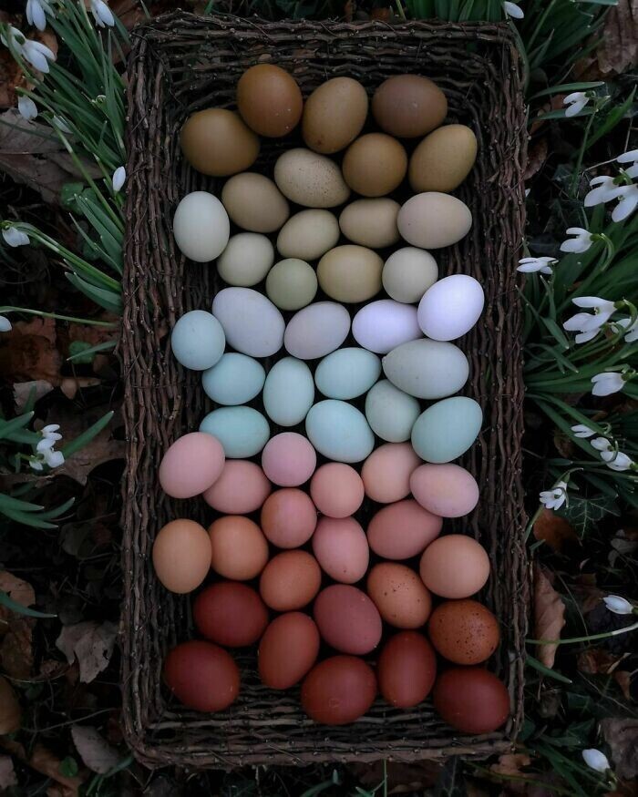 12. Крашеные яйца